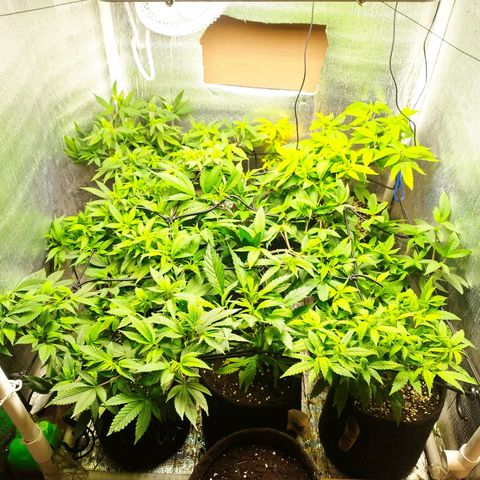Red Strawberry Banana Auto growlog timeline photo