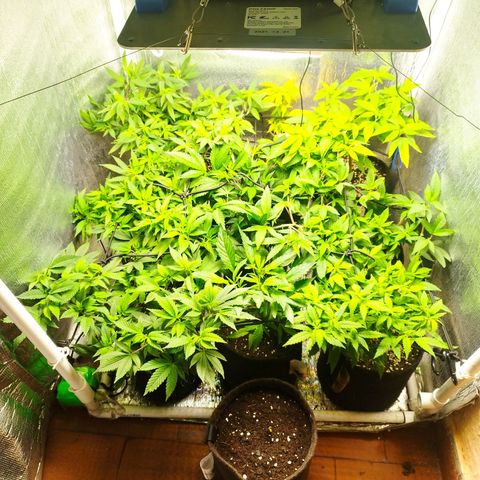 Red Strawberry Banana Auto growlog timeline photo