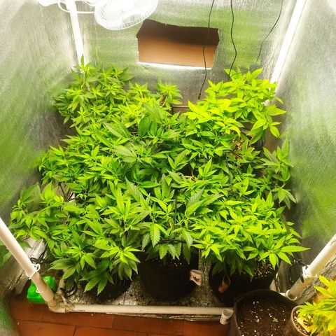 Red Strawberry Banana Auto growlog timeline photo