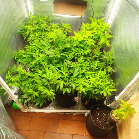 Red Strawberry Banana Auto growlog timeline photo