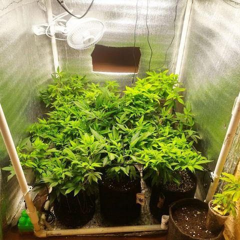 Red Strawberry Banana Auto growlog timeline photo