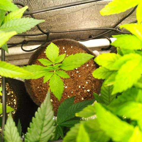 Dark Devil Auto growlog timeline photo