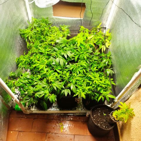 Red Strawberry Banana Auto growlog timeline photo