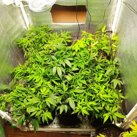 Red Strawberry Banana Auto growlog timeline photo