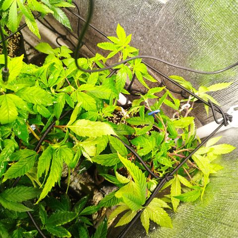 Red Strawberry Banana Auto growlog timeline photo