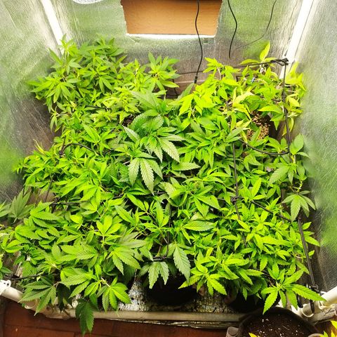 Red Strawberry Banana Auto growlog timeline photo