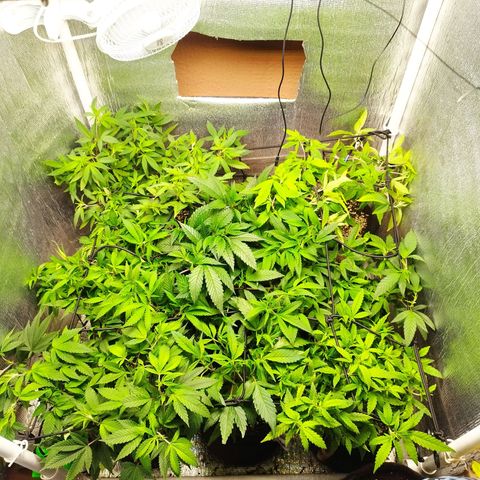 Red Strawberry Banana Auto growlog timeline photo