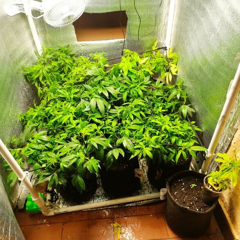 Red Strawberry Banana Auto growlog timeline photo