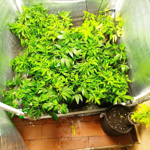 Red Strawberry Banana Auto growlog timeline photo