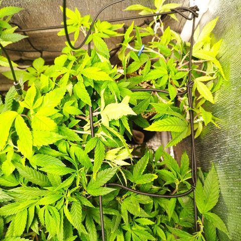 Red Strawberry Banana Auto growlog timeline photo