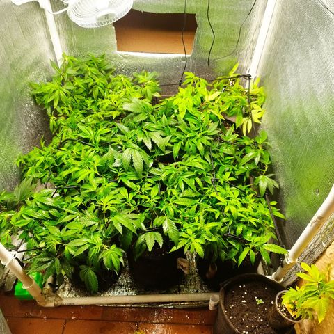 Red Strawberry Banana Auto growlog timeline photo