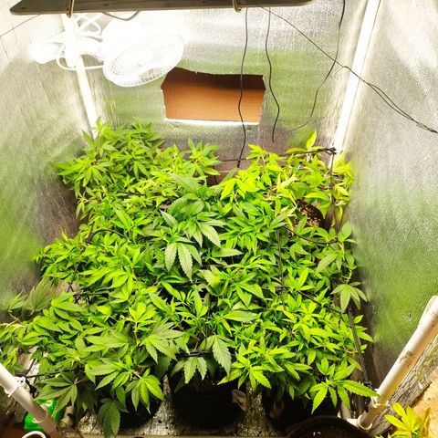 Red Strawberry Banana Auto growlog timeline photo