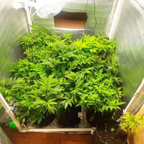 Red Strawberry Banana Auto growlog timeline photo
