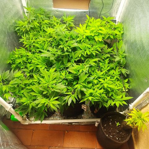 Red Strawberry Banana Auto growlog timeline photo