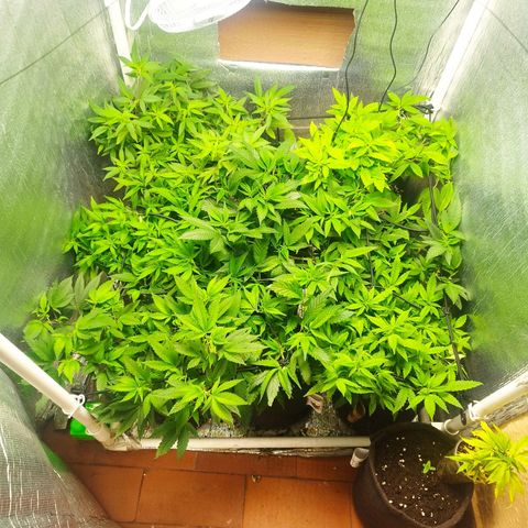 Red Strawberry Banana Auto growlog timeline photo