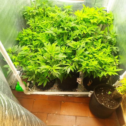 Red Strawberry Banana Auto growlog timeline photo