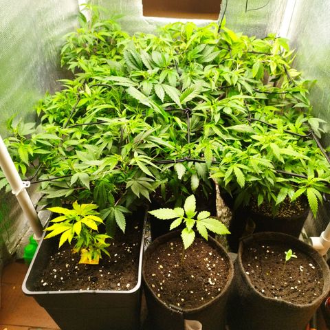 Red Strawberry Banana Auto growlog timeline photo