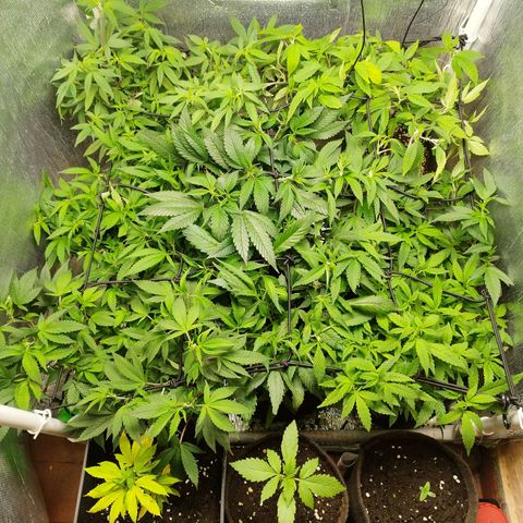 Red Strawberry Banana Auto growlog timeline photo