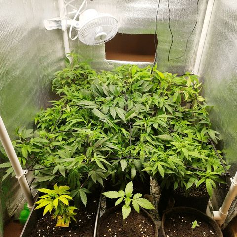 Red Strawberry Banana Auto growlog timeline photo