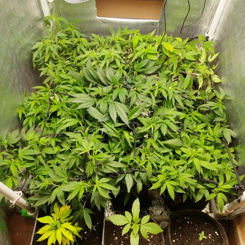 Red Strawberry Banana Auto growlog timeline photo
