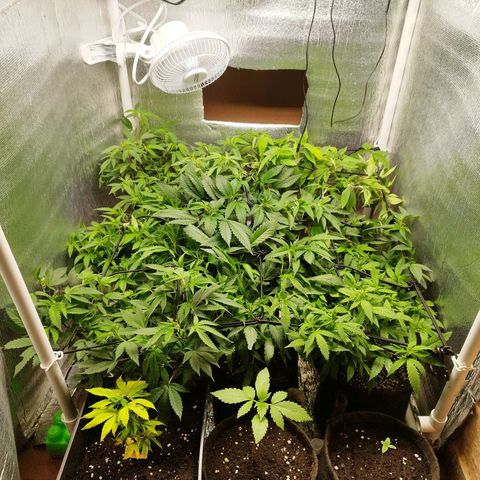 Red Strawberry Banana Auto growlog timeline photo