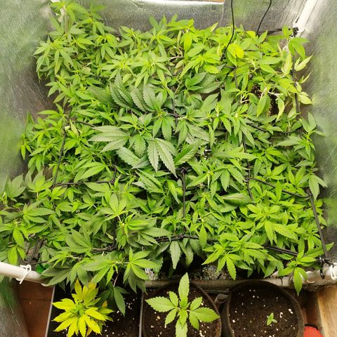 Red Strawberry Banana Auto growlog timeline photo