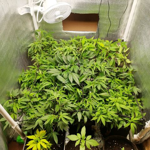 Red Strawberry Banana Auto growlog timeline photo