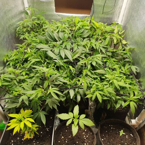 Red Strawberry Banana Auto growlog timeline photo