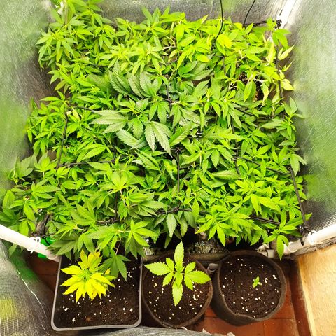 Red Strawberry Banana Auto growlog timeline photo