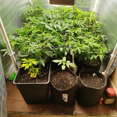 Red Strawberry Banana Auto growlog timeline photo