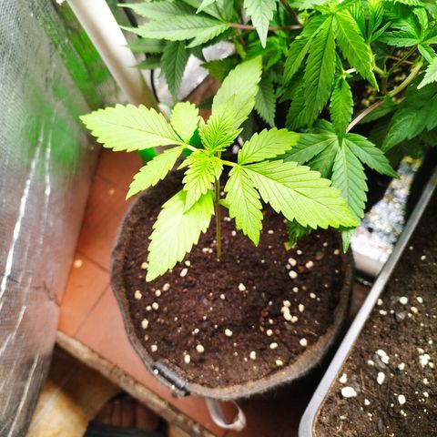 Dark Devil Auto growlog timeline photo