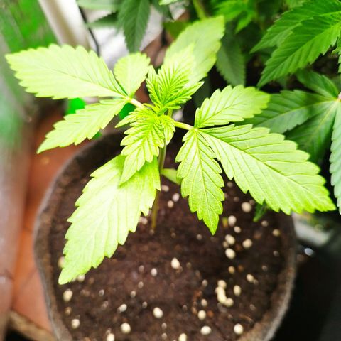 Dark Devil Auto growlog timeline photo