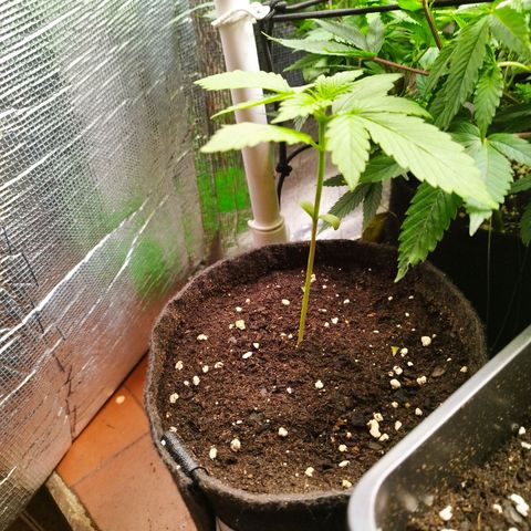 Dark Devil Auto growlog timeline photo