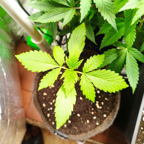 Dark Devil Auto growlog timeline photo