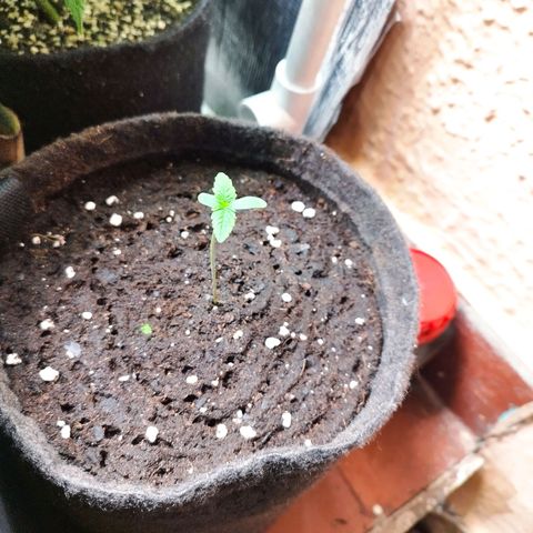 Red Strawberry Banana Auto growlog timeline photo