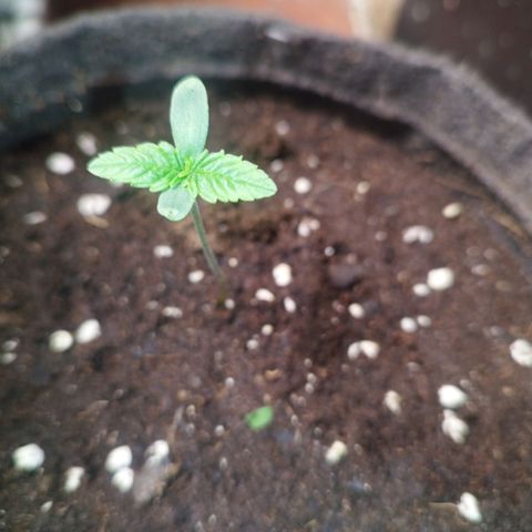 Red Strawberry Banana Auto growlog timeline photo