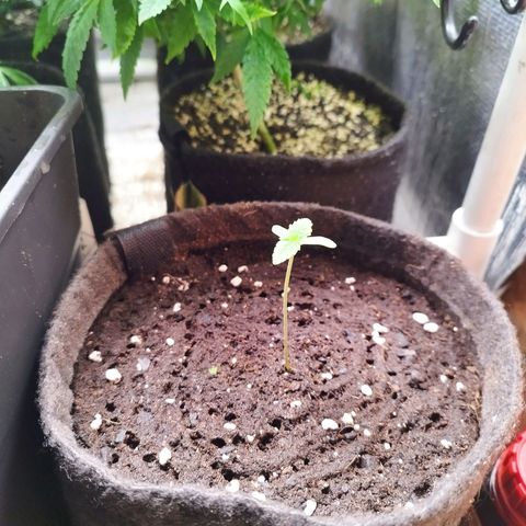 Red Strawberry Banana Auto growlog timeline photo
