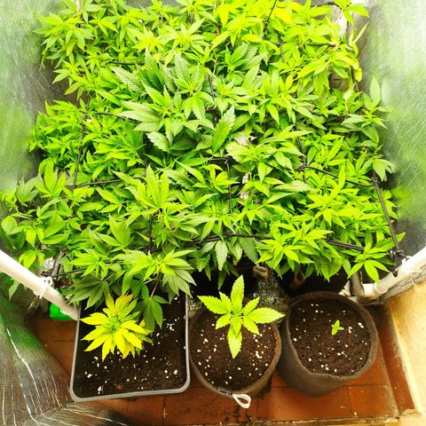Red Strawberry Banana Auto growlog timeline photo
