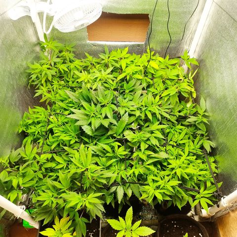 Red Strawberry Banana Auto growlog timeline photo