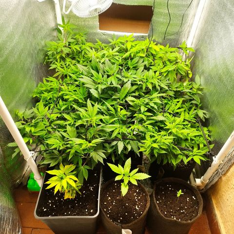Red Strawberry Banana Auto growlog timeline photo