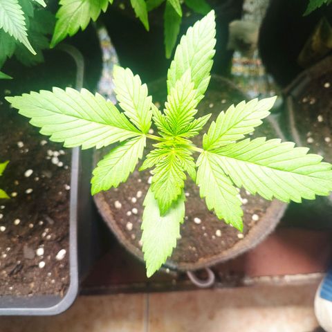 Dark Devil Auto growlog timeline photo