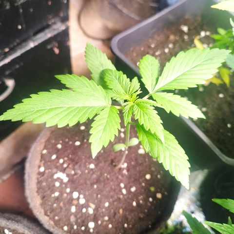 Dark Devil Auto growlog timeline photo