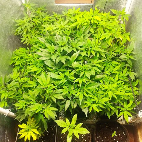 Red Strawberry Banana Auto growlog timeline photo