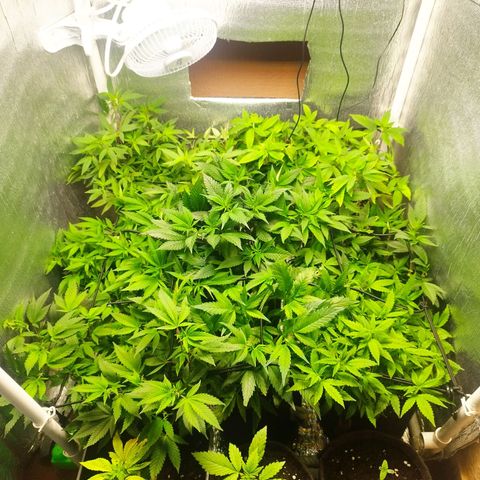 Red Strawberry Banana Auto growlog timeline photo