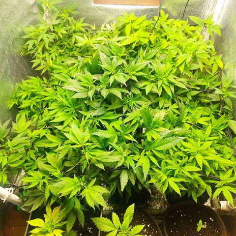 Red Strawberry Banana Auto growlog timeline photo