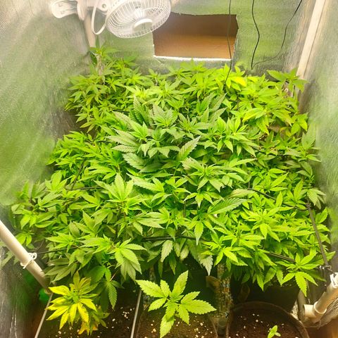 Red Strawberry Banana Auto growlog timeline photo