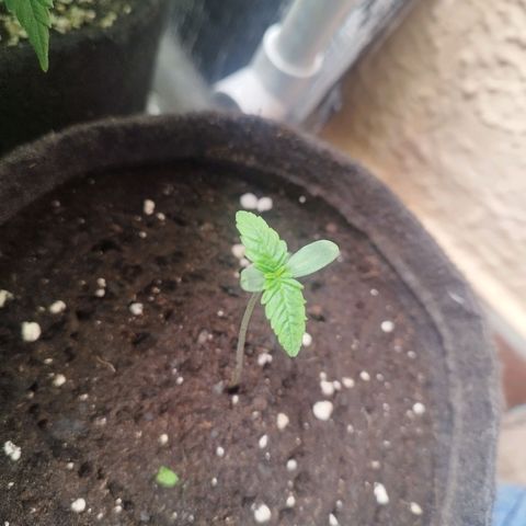 Red Strawberry Banana Auto growlog timeline photo