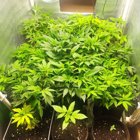 Red Strawberry Banana Auto growlog timeline photo