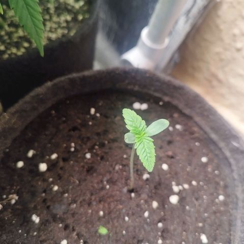 Red Strawberry Banana Auto growlog timeline photo