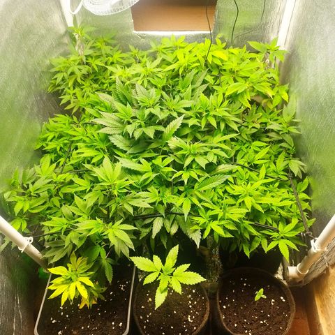 Red Strawberry Banana Auto growlog timeline photo